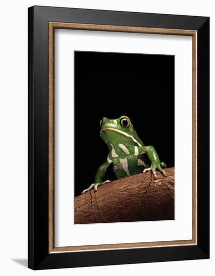 Phyllomedusa Sauvagii (Waxy Monkey Leaf Frog)-Paul Starosta-Framed Photographic Print