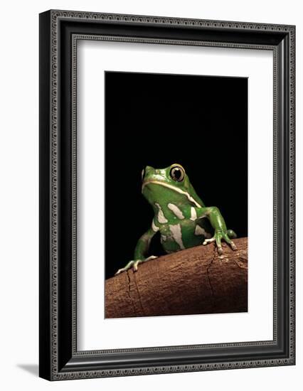 Phyllomedusa Sauvagii (Waxy Monkey Leaf Frog)-Paul Starosta-Framed Photographic Print