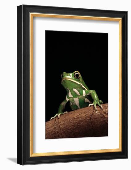 Phyllomedusa Sauvagii (Waxy Monkey Leaf Frog)-Paul Starosta-Framed Photographic Print