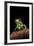 Phyllomedusa Sauvagii (Waxy Monkey Leaf Frog)-Paul Starosta-Framed Photographic Print