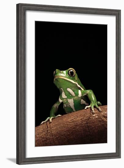 Phyllomedusa Sauvagii (Waxy Monkey Leaf Frog)-Paul Starosta-Framed Photographic Print