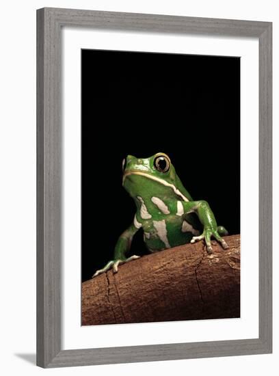 Phyllomedusa Sauvagii (Waxy Monkey Leaf Frog)-Paul Starosta-Framed Photographic Print