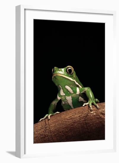 Phyllomedusa Sauvagii (Waxy Monkey Leaf Frog)-Paul Starosta-Framed Photographic Print