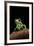 Phyllomedusa Sauvagii (Waxy Monkey Leaf Frog)-Paul Starosta-Framed Photographic Print