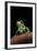 Phyllomedusa Sauvagii (Waxy Monkey Leaf Frog)-Paul Starosta-Framed Photographic Print