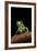 Phyllomedusa Sauvagii (Waxy Monkey Leaf Frog)-Paul Starosta-Framed Photographic Print