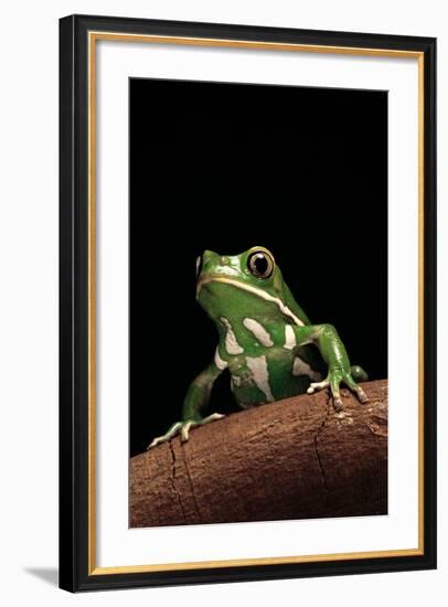 Phyllomedusa Sauvagii (Waxy Monkey Leaf Frog)-Paul Starosta-Framed Photographic Print