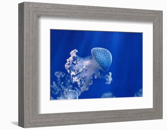 Phyllorhiza Punctata-Antonio S-Framed Photographic Print