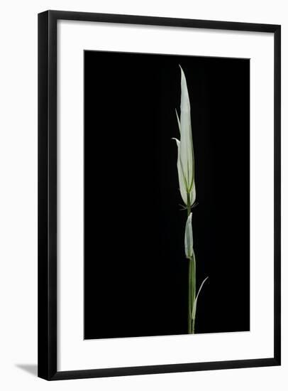 Phyllostachys Aurea 'Albovariegata' (Golden Bamboo, Fish-Pole Bamboo)-Paul Starosta-Framed Photographic Print