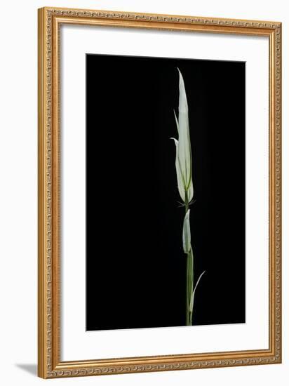 Phyllostachys Aurea 'Albovariegata' (Golden Bamboo, Fish-Pole Bamboo)-Paul Starosta-Framed Photographic Print