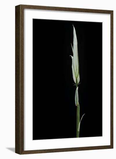 Phyllostachys Aurea 'Albovariegata' (Golden Bamboo, Fish-Pole Bamboo)-Paul Starosta-Framed Photographic Print