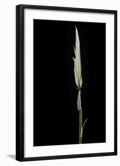 Phyllostachys Aurea 'Albovariegata' (Golden Bamboo, Fish-Pole Bamboo)-Paul Starosta-Framed Photographic Print