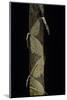 Phyllostachys Aurea (Golden Bamboo, Fish-Pole Bamboo) - Shoot-Paul Starosta-Mounted Photographic Print