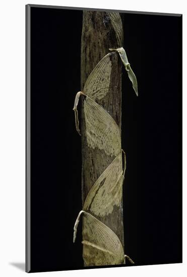 Phyllostachys Aurea (Golden Bamboo, Fish-Pole Bamboo) - Shoot-Paul Starosta-Mounted Photographic Print