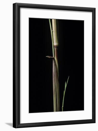Phyllostachys Aureosulcata 'Aureocaulis' (Yellow Groove Bamboo) - Shoot-Paul Starosta-Framed Photographic Print
