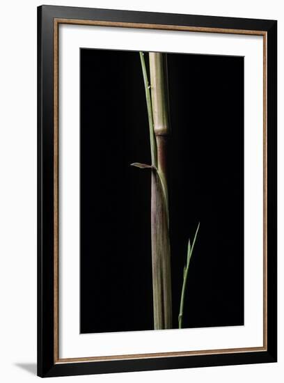 Phyllostachys Aureosulcata 'Aureocaulis' (Yellow Groove Bamboo) - Shoot-Paul Starosta-Framed Photographic Print