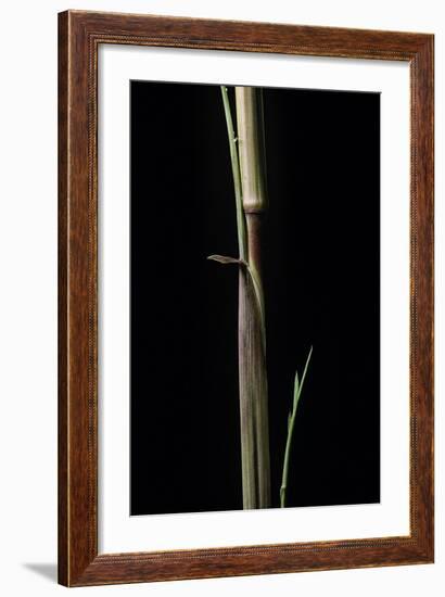 Phyllostachys Aureosulcata 'Aureocaulis' (Yellow Groove Bamboo) - Shoot-Paul Starosta-Framed Photographic Print