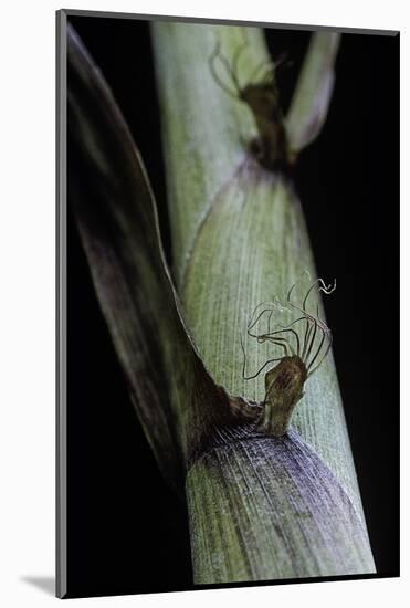 Phyllostachys Aureosulcata 'Spectabilis' (Showy Yellow Groove Bamboo) - Detail of the Sheath-Paul Starosta-Mounted Photographic Print