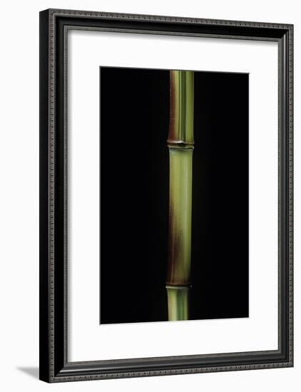 Phyllostachys Aureosulcata 'Spectabilis' (Showy Yellow Groove Bamboo)-Paul Starosta-Framed Photographic Print