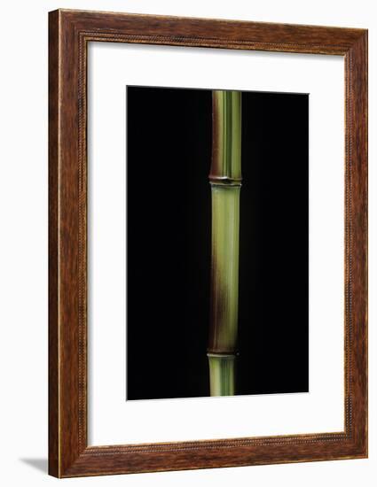 Phyllostachys Aureosulcata 'Spectabilis' (Showy Yellow Groove Bamboo)-Paul Starosta-Framed Photographic Print