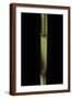Phyllostachys Aureosulcata 'Spectabilis' (Showy Yellow Groove Bamboo)-Paul Starosta-Framed Photographic Print