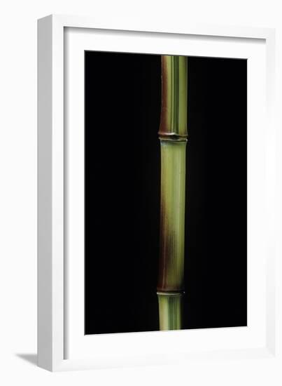 Phyllostachys Aureosulcata 'Spectabilis' (Showy Yellow Groove Bamboo)-Paul Starosta-Framed Photographic Print