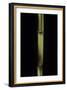 Phyllostachys Aureosulcata 'Spectabilis' (Showy Yellow Groove Bamboo)-Paul Starosta-Framed Photographic Print