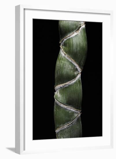 Phyllostachys Edulis Var. Heterocycla (Tortoiseshell Bamboo, Kikkouchiku)-Paul Starosta-Framed Photographic Print