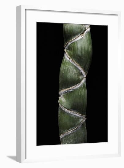 Phyllostachys Edulis Var. Heterocycla (Tortoiseshell Bamboo, Kikkouchiku)-Paul Starosta-Framed Photographic Print