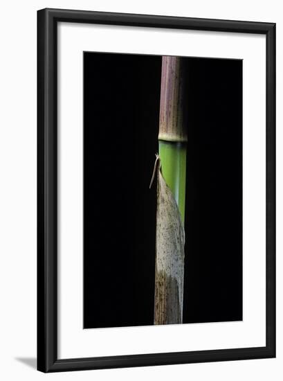 Phyllostachys Flexuosa (Sinuate Bamboo) - Young Culm-Paul Starosta-Framed Photographic Print