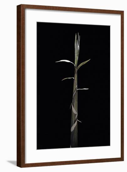 Phyllostachys Propinqua (Sand Bamboo) - Shoot-Paul Starosta-Framed Photographic Print