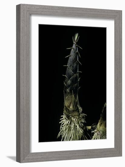 Phyllostachys Pubescens (Moso Bamboo) - Shoot-Paul Starosta-Framed Photographic Print