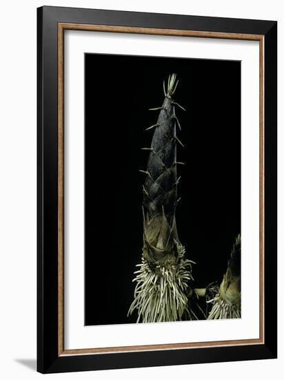 Phyllostachys Pubescens (Moso Bamboo) - Shoot-Paul Starosta-Framed Photographic Print