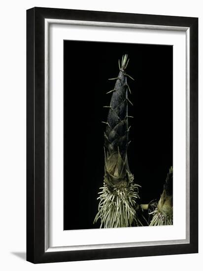 Phyllostachys Pubescens (Moso Bamboo) - Shoot-Paul Starosta-Framed Photographic Print