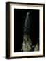 Phyllostachys Pubescens (Moso Bamboo) - Shoot-Paul Starosta-Framed Photographic Print
