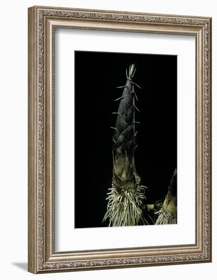 Phyllostachys Pubescens (Moso Bamboo) - Shoot-Paul Starosta-Framed Photographic Print