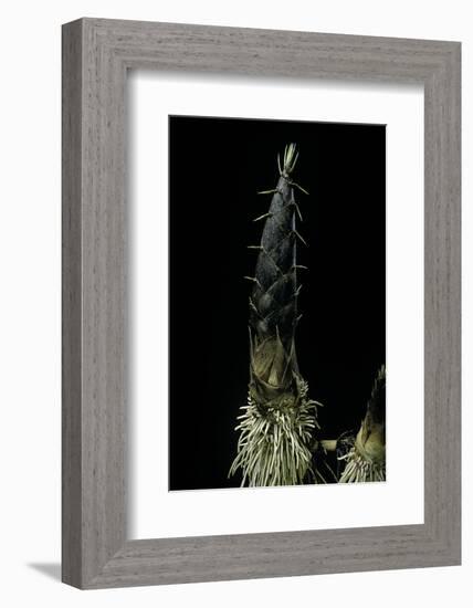 Phyllostachys Pubescens (Moso Bamboo) - Shoot-Paul Starosta-Framed Photographic Print