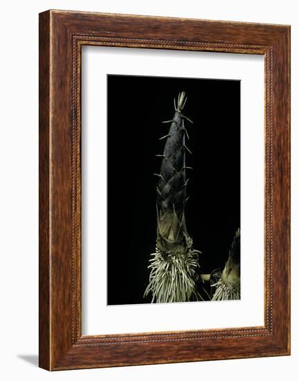 Phyllostachys Pubescens (Moso Bamboo) - Shoot-Paul Starosta-Framed Photographic Print