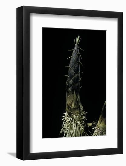 Phyllostachys Pubescens (Moso Bamboo) - Shoot-Paul Starosta-Framed Photographic Print