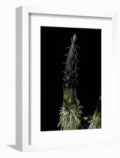 Phyllostachys Pubescens (Moso Bamboo) - Shoot-Paul Starosta-Framed Photographic Print