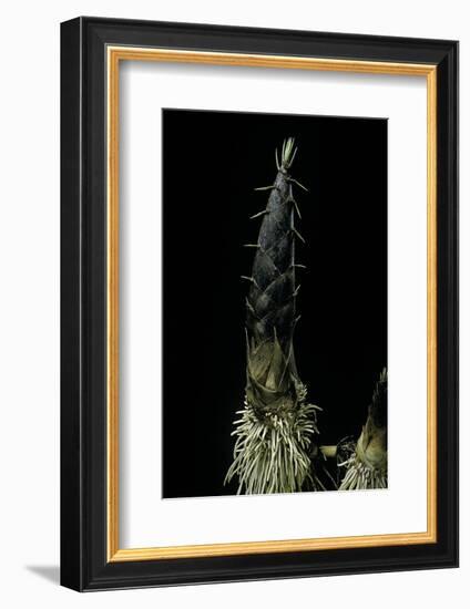 Phyllostachys Pubescens (Moso Bamboo) - Shoot-Paul Starosta-Framed Photographic Print