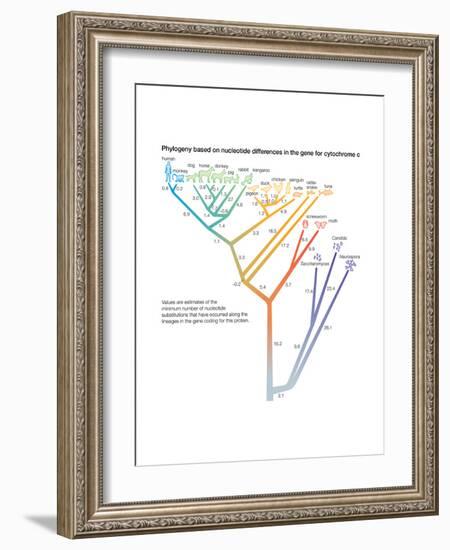 Phylogeny Based on Differences in the Protein Sequence of Cytochrome C in Organisms-Encyclopaedia Britannica-Framed Art Print