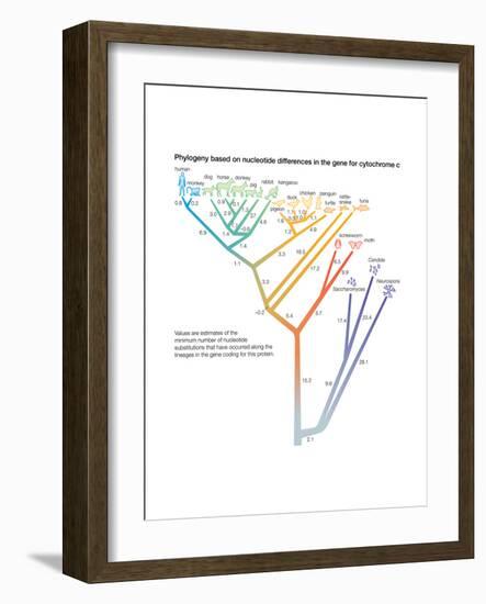 Phylogeny Based on Differences in the Protein Sequence of Cytochrome C in Organisms-Encyclopaedia Britannica-Framed Art Print