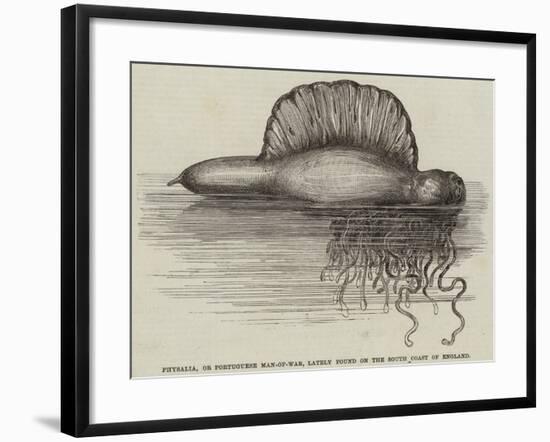 Physalia, or Portuguese Man-Of-War, Lately Found on the South Coast of England-null-Framed Giclee Print