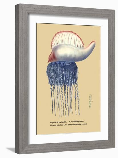 Physalie de l'Atlantide-null-Framed Art Print