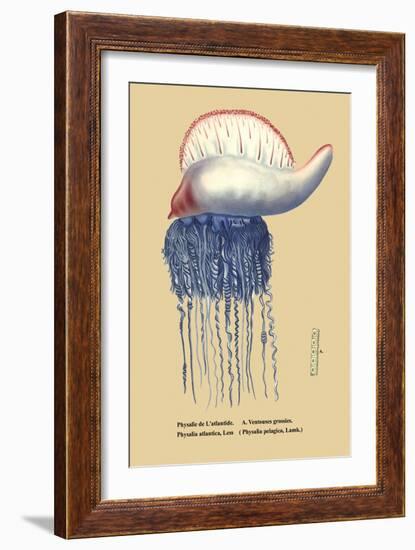 Physalie de l'Atlantide-null-Framed Art Print