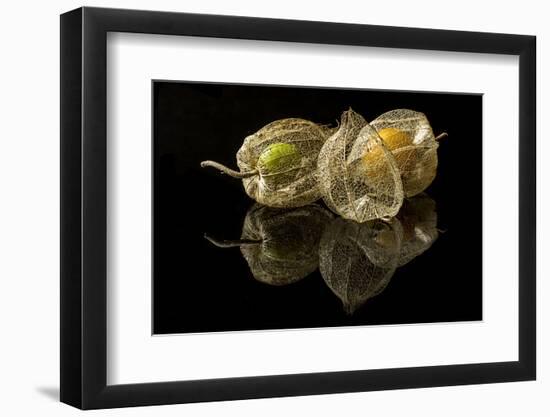 Physalis Alkekengi L.-null-Framed Photographic Print