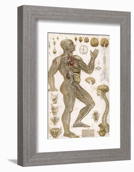 Physiological Diagram of the Brain Nerves and Organ of the Voice-null-Framed Photographic Print