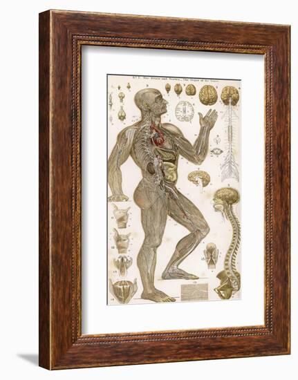 Physiological Diagram of the Brain Nerves and Organ of the Voice-null-Framed Photographic Print