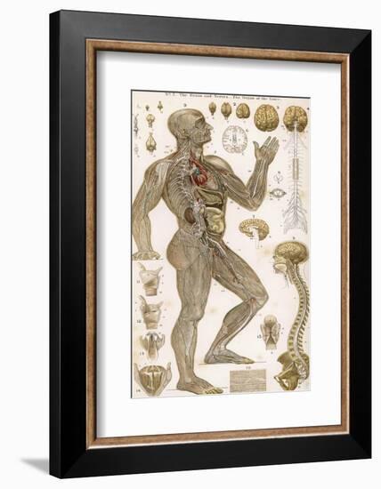 Physiological Diagram of the Brain Nerves and Organ of the Voice-null-Framed Photographic Print